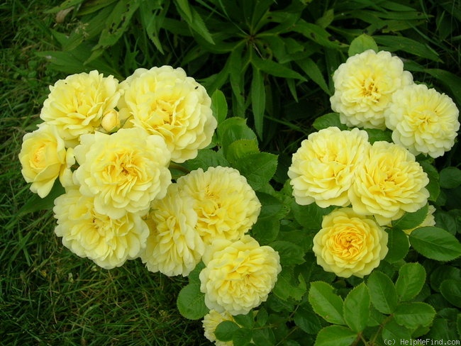 'Anny Duperey ®' rose photo