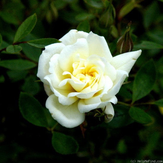 'Jackie, Cl.' rose photo