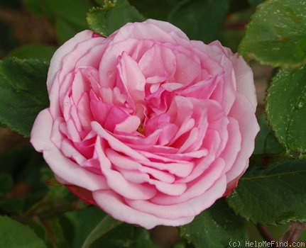 'Lisette de Béranger' rose photo