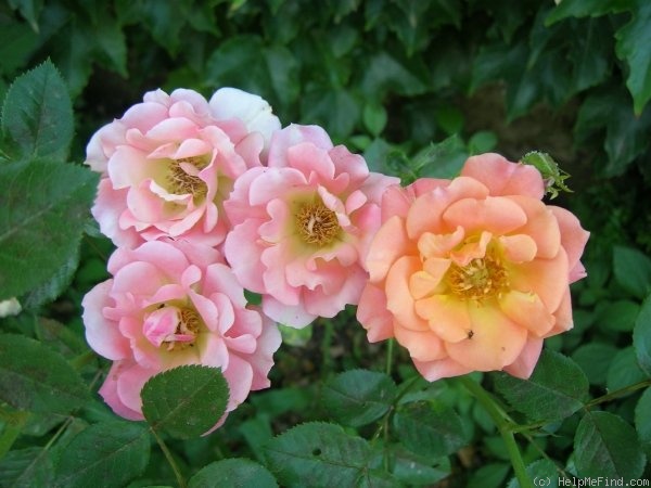 'Old John ™' rose photo