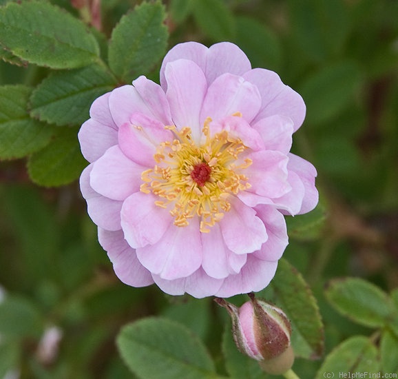 'Belgian Lace' rose photo