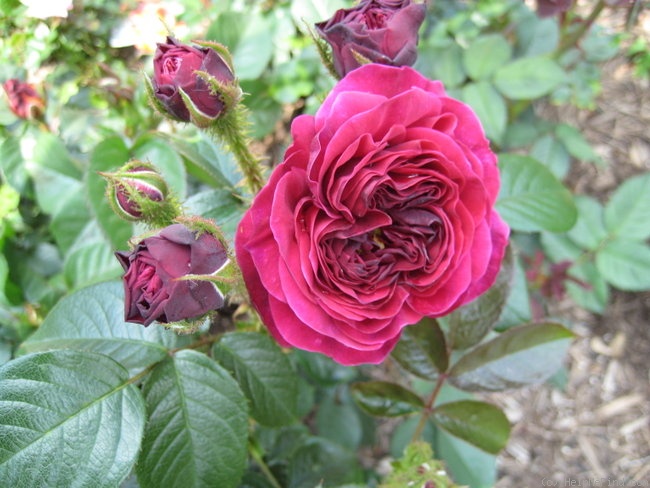 'Mel Hulse' rose photo