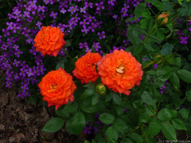 'Carefree Tapestry' rose photo