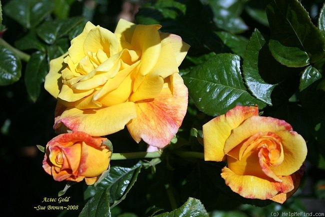 'Aztec Gold' rose photo