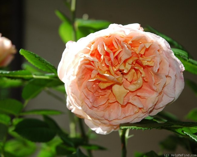 'Augusta Luise ® (Hybrid Tea, Evers, 1999)' rose photo