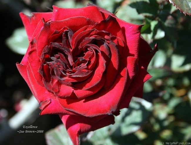 'Excellence' rose photo