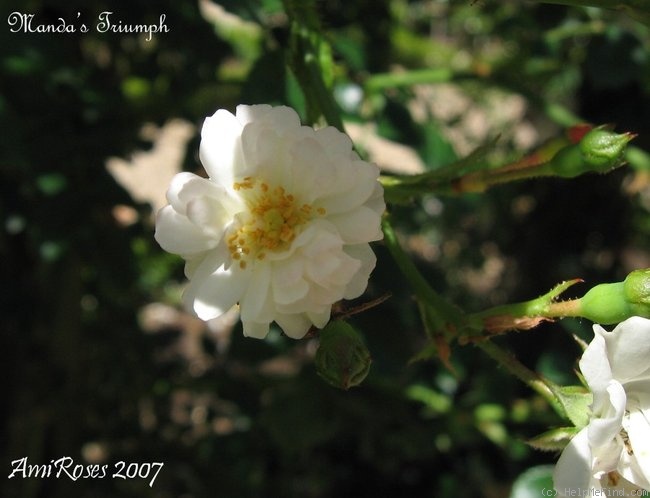 'Manda's Triumph' rose photo