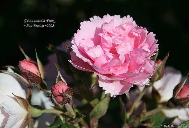 'Grootendorst Pink (Rugosa, Grootendorst, 1923)' rose photo