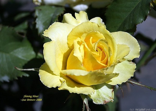 'Shining Hour ™' rose photo