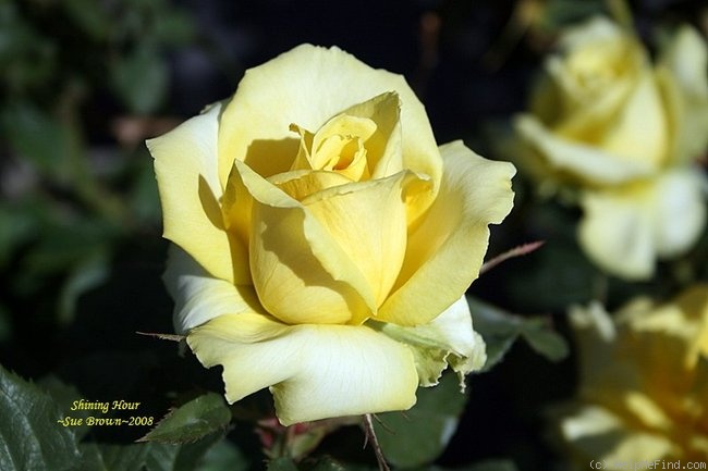 'Shining Hour ™' rose photo