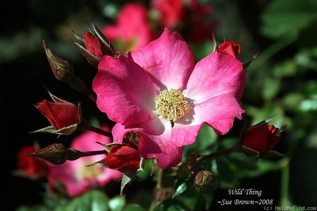 'Wild Thing (shrub, Zary 2007)' rose photo