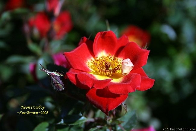 'Neon Cowboy ™' rose photo