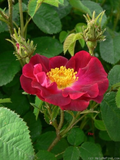 'La Belle Sultane' rose photo