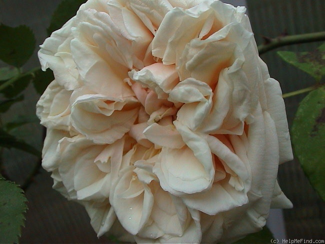 'Gloire de Dijon (Tea Noisette, Jacotot 1850)' rose photo