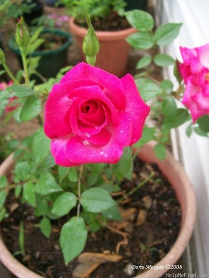 'Doris Morgan' rose photo