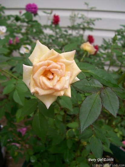 'Party Girl ®' rose photo