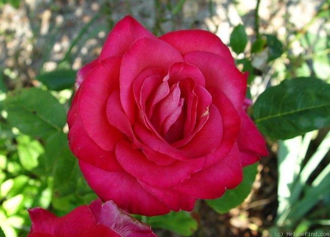 'Brooks' Red' rose photo