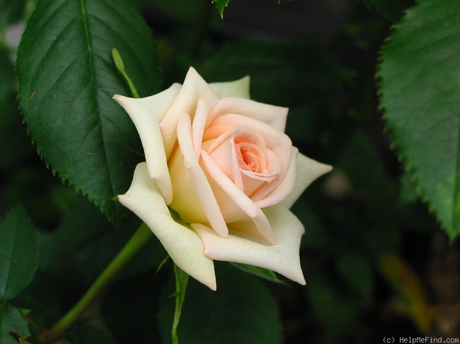 'Irresistible (Miniature, Bennett, 1989)' rose photo