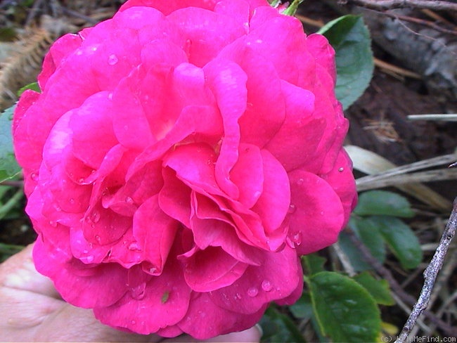 'Red Blush' rose photo