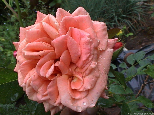 'Vesper' rose photo