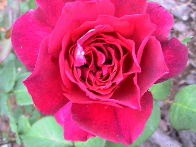 'Princess Nagako' rose photo