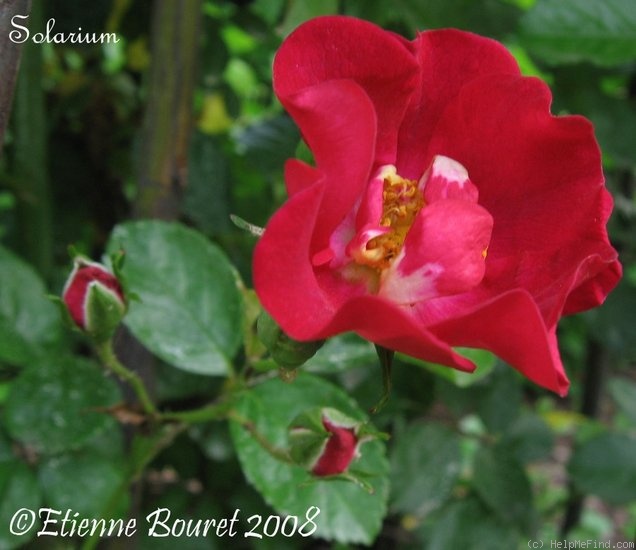 'Solarium' rose photo
