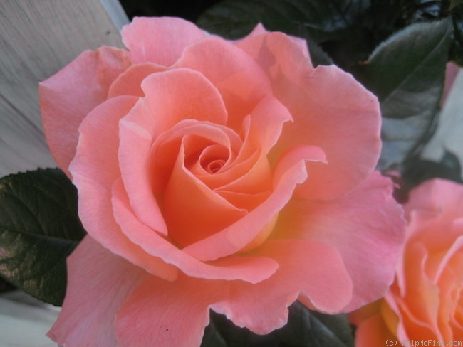 'Rosemary Harkness' rose photo