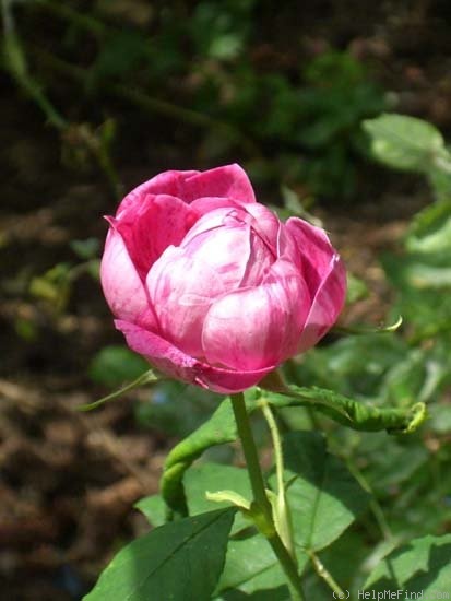 'Commandant Beaurepaire' rose photo