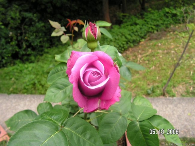 'Charles de Gaulle ®' rose photo