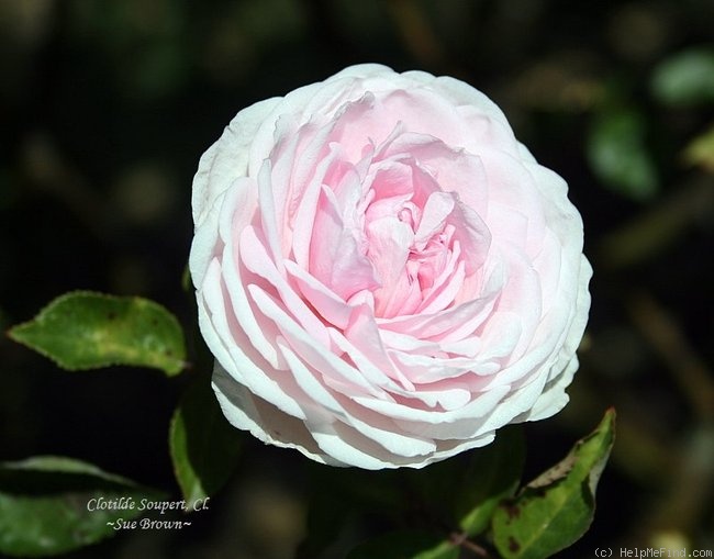 'Clotilde Soupert, Cl.' rose photo