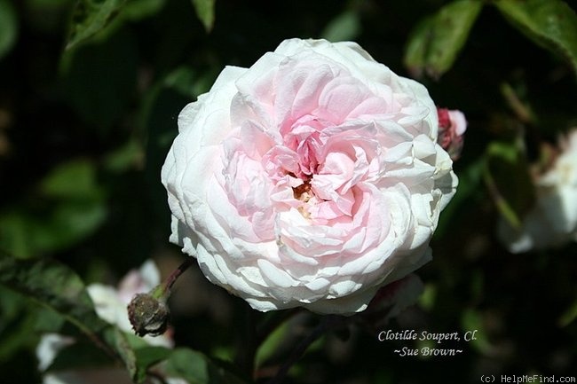 'Clotilde Soupert, Cl.' rose photo