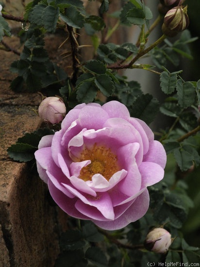 'Burnet Irish Marbled' rose photo