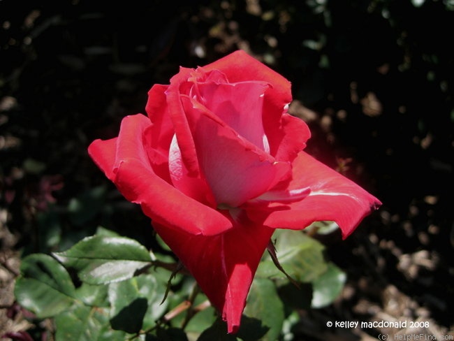 'JACraz' rose photo