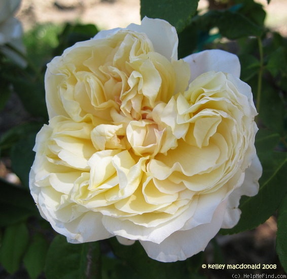 'Céline Forestier (Tea Noisette, Trouillard, 1842)' rose photo