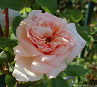 'Comtesse Vandal, Cl.' rose photo