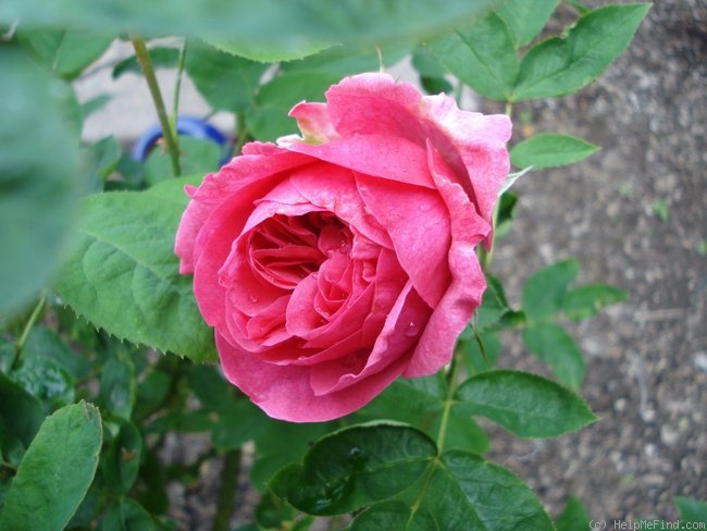 'Laura Clements ™' rose photo