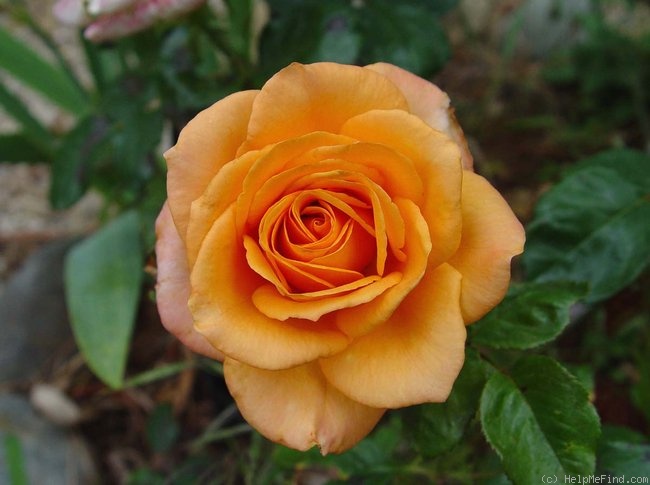 'Apricot' rose photo