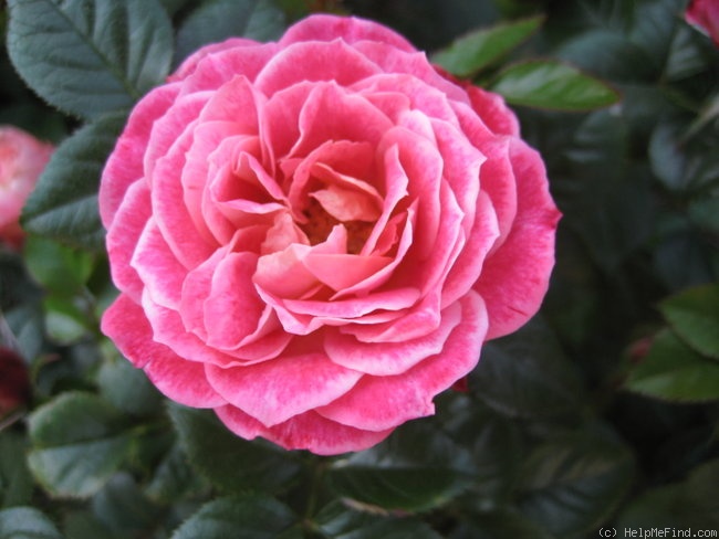 'Hope and Joy' rose photo