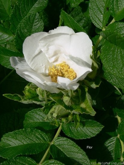 '<i>Rosa rugosa</i> 'Alba'' rose photo