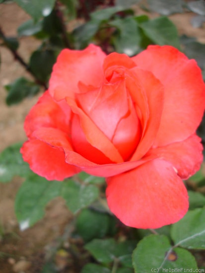 'Maria Teresa de Esteban' rose photo