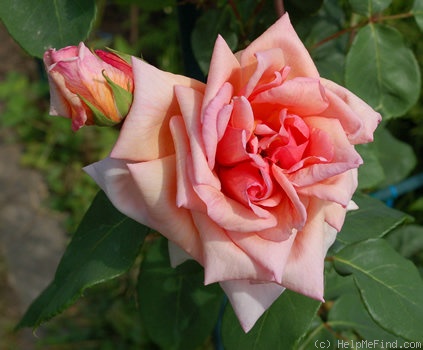 'Comtesse Vandal, Cl.' rose photo
