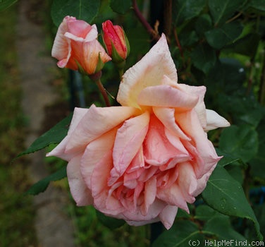'Comtesse Vandal, Cl.' rose photo