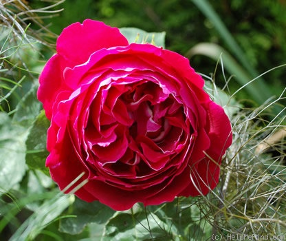 'Baron Girod de l'Ain' rose photo