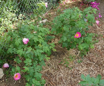 'Complicata' rose photo