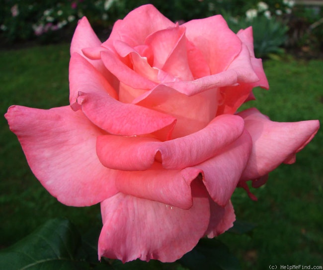 'Touch of Class ™' rose photo