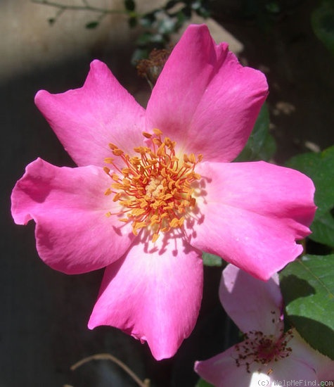 'INNLB1' rose photo