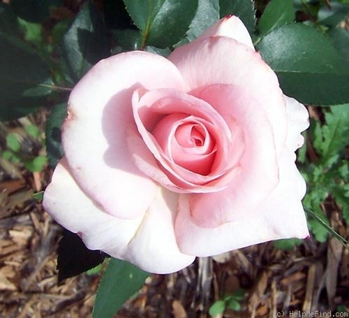 'Éterna ®' rose photo