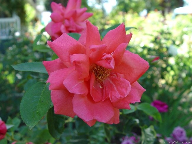 'Ginger Rogers' rose photo
