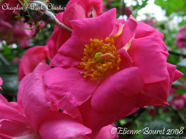 'Chaplin's Pink Cluster' rose photo