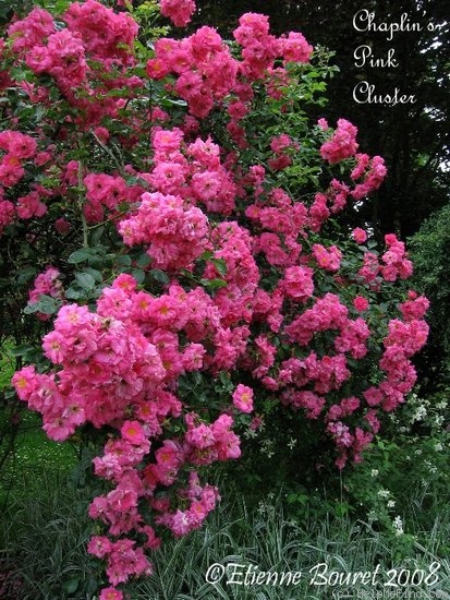 'Chaplin's Pink Cluster' rose photo
